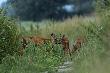 Uda�em si� w poszukiwaniu amor�w u seren. Tylko tak� scenk� trafi�em. 17-07-2014