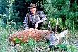 Rogacz w s�dziwym wieku strzelony o �wicie:-) Waga tuszy w skupie  - 22kg.