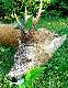 Rogacz w s�dziwym wieku strzelony o �wicie:-) Waga tuszy w skupie - 22kg.