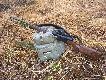 Bardzo fajny i wygodny z pasem piesiowym, z boku ma troki to wczepienia sk�adanego krzese�ka lub pastora�u