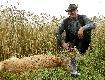 01.08.2014r. To by� podch�d pe�en wra�e�! Tego rogacza wypatrzy�em z odleg�o�ci ok. 500m i od razu poziom adrenaliny  wzr�s� mi nieco :-). Podch�d zapowiada� si� trudny, bo w szczerym polu. Na szcze�cie na polach pozosta�y nieskoszone �any pszenicy, kt�re u�atwi�y mi polowanie. Pogoda jednak nie rozpieszcza�a, pada� rz�sisty deszcz.  �adna to przeszkoda dla my�liwego gdy w perspektywie bedzie mo�na po�o�y� kropk� na komorze takiego rogacza. Po ok. 20 minutach stan��em oko w oko z moim rogaczem, by po chwili odda� cze�� zwierz�ciu daj�c mu ostatni k�s. Z dzisiejszego polowania wr�ci�em szcz�liwy cho� zmoczony po sam� "ba�a�ajk�" :-). 
