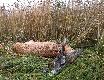 01.08.2014r. To by� podch�d pe�en wra�e�! Tego rogacza wypatrzy�em z odleg�o�ci ok. 500m i od razu poziom adrenaliny wzr�s� mi  nieco :-). Podch�d zapowiada� si� trudny, bo w szczerym polu. Na szcze�cie na polach pozosta�y nieskoszone �any pszenicy, kt�re u�atwi�y mi polowanie. Pogoda jednak nie rozpieszcza�a, pada� rz�sisty deszcz. �adna to przeszkoda dla my�liwego gdy w perspektywie bedzie mo�na po�o�y� kropk� na komorze takiego rogacza. Po ok. 20 minutach stan��em oko w oko z moim rogaczem, by po chwili odda� cze�� zwierz�ciu daj�c mu ostatni k�s. Dzi�ki �w. Hubercie!