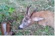 kolejny dow�d na to, �e �yj� i poluj� ;-)
Rogacz niedzielny. 10.08.2014