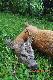M�j trzeci rogacz sezonu pozyskany 07.08.2014 o 6.00 Wiek 5-6 lat waga 18 kg.
Jest to m�j pierwszy rogacz pozyskany na wab.  