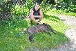 Dzik waga 50kg pozyskany 09.08.2014 o 1.15. Jest to m�j pierwszy dzik pozyskany w macierzystym kole, a w karierze �owieckiej a� drugi. DB