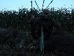 Kolejny poranek zako�czony dubletem przelatk�w.( kal.308w amo.sako shh)...Pozdrawiam..DB..Rajmund....
