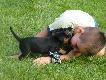 40 dniowe Niemieckie teriery my�liwskie.