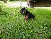 40 dniowe Niemieckie teriery my�liwskie.