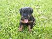 40 dniowe Niemieckie teriery my�liwskie.