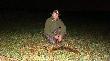 18-06-2014 Przeszed� pomi�dzy nogami ambony i tylko na u�amek sekundy pokaza� si� w luce mi�dzy sosnami.(12)