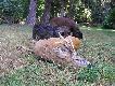 Jeden z moich rogaczy z tego sezonu. My�kus, no i do tego nasze kochane psiaki:-)