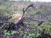 Zdj�cie i byk z zesz�ego roku. Niestety tylko to zdj�cie uda�o mi si� odzyska� ze starego komputera. Dla wszystkich, kt�rzy b�d� pisa�, �e byk jest czerwony to rzeczywi�cie tak jest. Jestem tego �wiadomy. Strzelony pod d�ugim podchodzie z lu�no id�cym posokowcem, 26 wrze�nia 2013 roku o godz. 17 w Puszczy Augustowskiej. Waga 162 kg, waga wie�ca w chwili obecnej 8,3kg. 