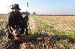 Najpierw na �cierni pojawi� si� lis, a �e w obwodzie, w kt�rym polowa�em by�y wsiedlane kuropatwy i zaj�ce, nie mog�em mu odpu�ci�... Po jakims czasie wyszed� kulawy rogacz...