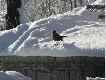ptaszek
a taki sobie lata� w ko�o domu:) 