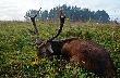 Takiego sobie wymarzylem w tym roku i �wi�ty Hubert mnie wys�ucha�.