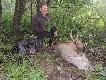 ...rano zadzwoni� Kolega, w telefonie us�ysza�em, "marcin strzela�em do byka na zestrzale nie ma nic, ale oko�o 10 meetr�w dalej jest troch� farby, co robi�...???" Odpowiedzia�em-nic, czeka�. B�d� za oko�o 45 minut... Na zestrzale faktycznie nic nie by�o, Wpieli�my si� w trop z Beksa, kt�ra po oko�o 10-15 metrach pokaza�a farbe. Pracowali�my na otoku  350-400 metr�w w bardzo g�stych krzakach poprzerastanych brzozami. Farba potwierdzaj�ca trase ucieczki zestrzelanego byka by�a tylko w 4 miejscach. Nagle id�c na czworakach us�ysza�em suk�, kt�ra g�osi�a stoj�cego przede mn� byka. ... Jele� po oko�o dw�ch sekundach zerwa� si� do ucieczki, a ja pu�ci�em suk� w gon. Po oko�o 200 metrach zacz�a stanowi� byka, a Kolega smiertelnym strza�em zako�czy� sierpniow� porann� przygod�. Byk dosta� w p�dzel i kula grzybkuj�c otworzy�a na oko�o 7 cm szeroko�ci pow�oki brzuszne, nie otwieraj�c �wacza... Tak w�a�nie otworzy�em sezon na byki. A i dodam jeszcze, �e mia�em przyjemno��  chrzci� Koleg�, kt�ry po 20 latach "uprawiania" �owiectw a pozyska� swojego pierwszego jelenia... DB 