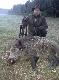 PRZEPRASZAM ZA JAKOSC ZDJECIA.DZIK STRZELONY 10.09.14  NA PORANNEJ ZASIADCE WAGA W SKUPIE 92KG
