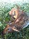 Byk 65 kg. 6 lat. Pozyskany na go�cinnych wyst�pach.