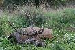 Wreszcie si� uda�o. 2 tygodnie polowa�em w rodzinnych stronach w K� B�br gdzie obejrzalem pewnie z 50 byk�w jednak wszystkie w 2 kl, kt�re spotyka�em by�y na 2X. Po powrocie z urlopu na drugim wyj�ciu strzeli�em w K� Celuloza tego pi�knego �smaka. Waga tuszy 140 kg, wieniec na mokro ok 6kg. Kto zgadnie ile lat ma byczek? 18.09.2014 r -Le�nictwo Goraj.