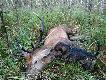 Prosta �cie�ka o d�ugo�ci 50m nie sprawi�a Grandlowi �adnych problem�w. Darz B�r! 