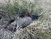 Kolejny postrza�ek dostrzelony rano. �cie�ka 380m, ca�y opis na stronce Grandla. Darz B�r!