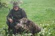 dzik pozyskany w kle �owieckim Sok� Wa�cz obw. 232 waga dzika na skupie 145kg. dzik zosta� pozyskany z kalibru 9,3 x 62 podczas pe�ni 9.09.2014