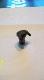 pocisk wyj�ty z ody�ca SHH 11.7 kal 7.62*53