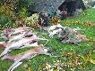 Polowanie indywidualne. 4 �anie jelenia i ciele, 2 dziki, daniel byk, daniel �ania i lisek na dok�adk�. Darz B�r. 