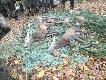 Pokot z polowania hubertowskiego w kole Darz B�r Miel�cin. 25.10.14 