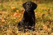 Przedstawiam Wam Furi� z "Wilczej �ugi" Mojego nowego towarzysza  �ow�w . Du�o pracy przed Nami :-) Darz B�r 