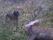 Polowanie komercyjne. Byk nisko strzelany na mi�kkie . Praca po 4 godz. od strza�u dystans 1,5 km.