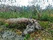 Kolega mnie zapyta�,co Tob� kierowa�o strzelaj�c jakiego s�abeusza,przecie� mog�e� czeka� na co� wi�kszego lub ciekawszego? A ja strzeli�em byczka w drugim poro�u (nieregularny �smak) w wadze zaledwie 76kg opanowany na ca�ej powierzchni tuszy przez kleszcze.U nasady karku na powierzchni wielko�ci otwartejd�oni mia� wczepione ok.200 kleszczy jeden przy drugim i ponadto na ca�ym ciele pojedy�cze.