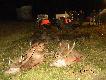 S�upsk podk�ada�em z Krzy�kiem i Tomkiem 12 dzik�w i 2 byki 