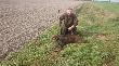 Drugi dzik w nast�pny wiecz�r. 
Darz b�r !