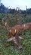 Wspomienie z rykowiska. 