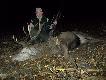 Pierwszy j.byk strzelony z 308,amo geco TM..Waga 131kg.DARZ B�R...
