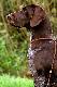 CHELSEA ANABEL (Archie Keiviento x Dumka v.d. Waltakke)