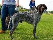 CYRUS BROOSJE (Archie Keiviento x Dumka v.d. Waltakke)