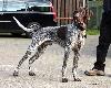 DJIBBER JOPPER (Archie Keiviento x Djody v.d. Lutevelde)