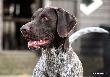 DJIBBER JOPPER (Archie Keiviento x Djody v.d. Lutevelde)