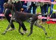 NAJRA Hubert�wka znad Parsety (Archie Keiviento x Fiona Kajminia)