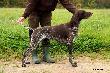 NIGA FRIDA Hubertwka znad Parsety (Archie Keiviento x Fiona Kajminia)
