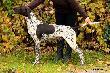 IBIS z Czarciego Uroczyska (Archie Keiviento x Fenka Kajminia)
