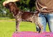 BASCO v.d. Blanke Biele ( Archie Keiviento x Tessa v.d. Blanke Biele)