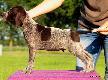 BOYD v.d. Blanke Biele ( Archie Keiviento x Tessa v.d. Blanke Biele)
