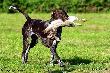 TARA v.d. Blanke Biele (Archie Keiviento x Kyra v.d. Blanke Biele)