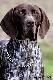 TARA v.d. Blanke Biele (Archie Keiviento x Kyra v.d. Blanke Biele)