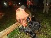 W�ze� gordyjski psy maj� do��