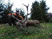 Poranny spacer i .......... kolejny byczek w tym sezonie....2 kl,w, waga 131 kg...POZDRAWIAM..DB..RAJMUND..

