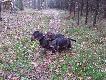 Przyrodni bracia :) Ostatni tydzie� to przymusowe L4 dla Artusa. Mia� wyci�te dwie naro�le sk�rne - jedn� pod kolanem, drug� na powiece. Do tego od prawie 3 m-cy walczymy z dolegliwo�ciami sk�rnymi wygl�daj�cymi jak �wierzb, kt�re po przyj�ciu lek�w ust�puj� na ok 3 tygodnie aby powr�ci�. Wet zrobi� badania i czekamy na wyniki. Tymczasem Arti powoli wraca do formy - dolegliwo�ci jak na razie si� uspokoi�y. Jutro �ci�gamy szwy. Dzisiaj zaliczyli�my pierwszy od tygodnia spacer ca�� za�og� :)